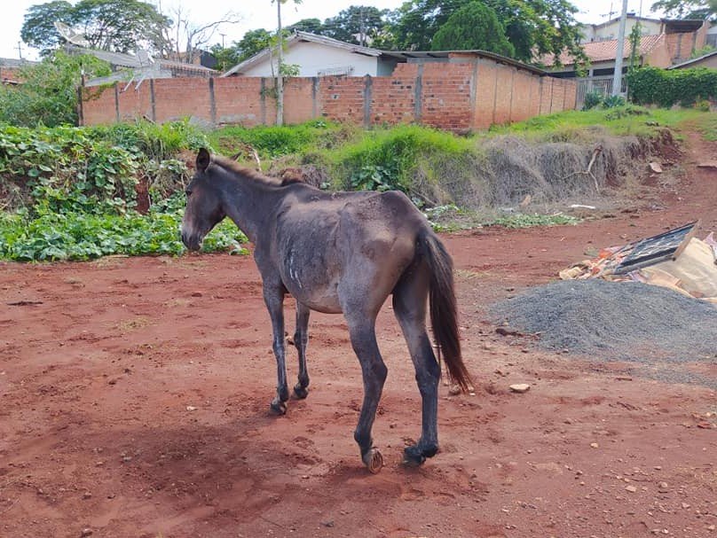 Cavalo abandonado na rua e com sinais de maus-tratos é resgatado